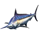 Striped Marlin