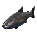Trout