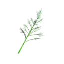Asparagus