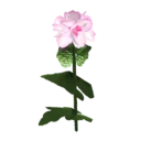 Begonia