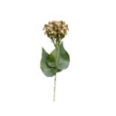 Buckwheat