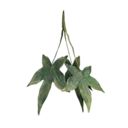 Chaya