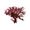 Red Seaweed