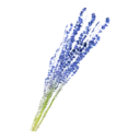 Blue Lavender