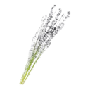 White Lavender