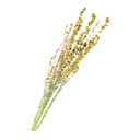 Yellow Lavender