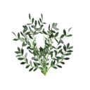 Lentils