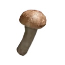 Pine Mushroom