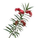 Rosebay