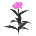 Peony