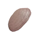 Freshwater Clam