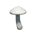 Grisette Mushroom