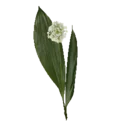 Wild Garlic