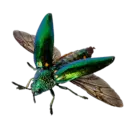 Jewel Beetle