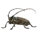 Longhorn Beetle