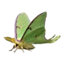 Wild Silkworm Moth