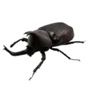 Rhinoceros Beetle