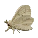 Silkworm Moth