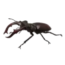 Stag Beetle