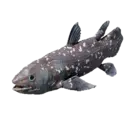 Coelacanth