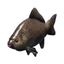 Crucian Carp
