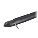 Freshwater Eel