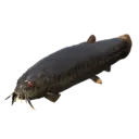 Giant Pond Loach