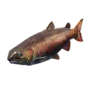 Lenok