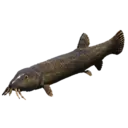 Pond Loach