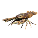 Crayfish