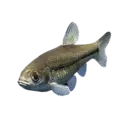 Small Gudgeon