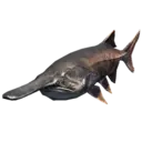 Paddlefish