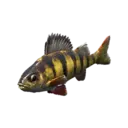 Perch