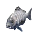 Blackhead Seabream