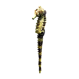 Seahorse