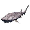 Broadnose Sevengill Shark