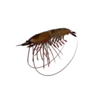 Shrimp