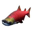 Sockeye Salmon