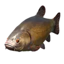 Tench