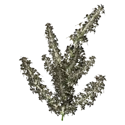False Hellebore