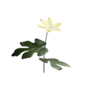 Palmar Leaf