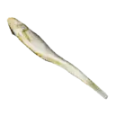 Dried Fish