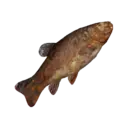 Grilled Fish