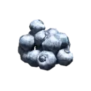 Elderberry