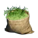 Parsley