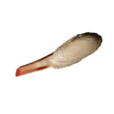 Razor Clam
