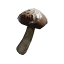 Oakwood Mushroom