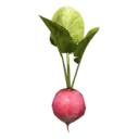 Turnip