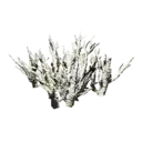 Coral Mushroom